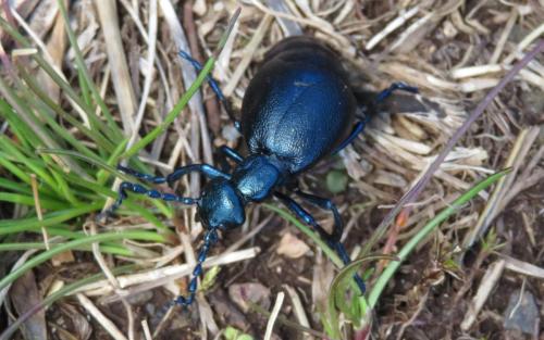 Meloe violaceus